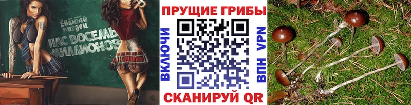 Псилоцибиновые грибы Psilocybine cubensis  Балахна 
